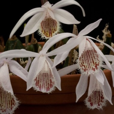 Pleione humilis Bigu Gompa Group